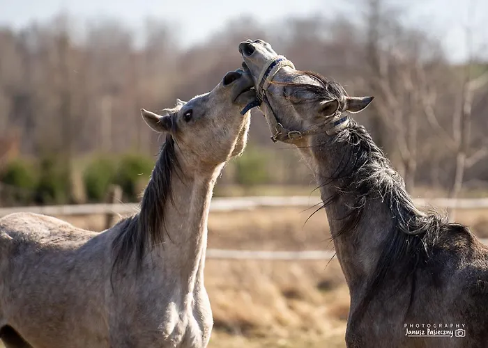 Willa Ekoturystyka Nowina Nowina  zdjęcie
